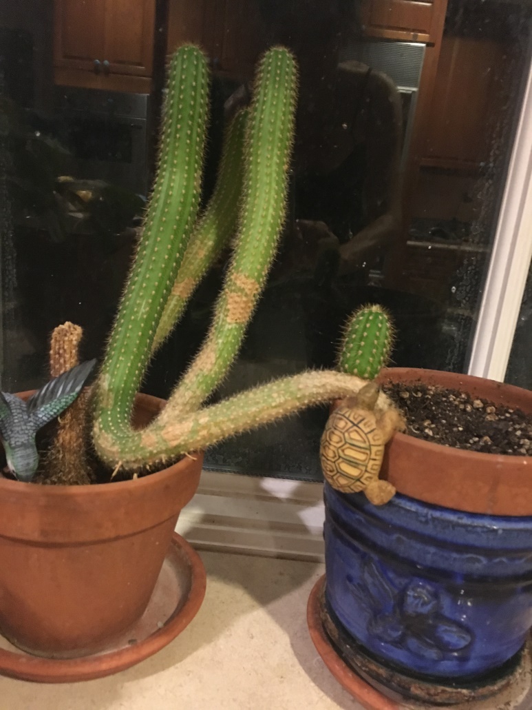 rebel-cactus