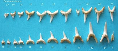 Carcharias_taurus_teeth (1)